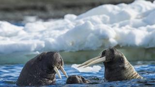 Любопытные факты о моржах